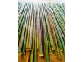 vendo-canne-di-bambu-bambu-bamboo-con-diametro-da-1-a-10-cm-per-arredamento-oggettistica-small-1