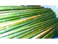 vendo-canne-di-bambu-bambu-bamboo-con-diametro-da-1-a-10-cm-per-arredamento-oggettistica-small-0