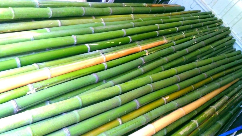 vendo-canne-di-bambu-bambu-bamboo-con-diametro-da-1-a-10-cm-per-arredamento-oggettistica-big-0